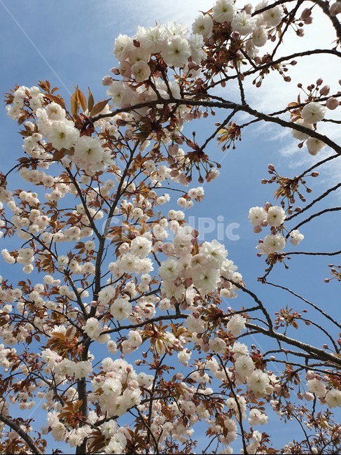 봄,벚꽃,flower,plants,색깔