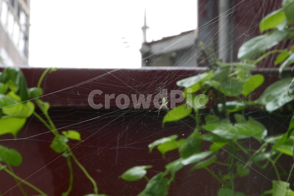 거미,곤충,나뭇잎,거미줄,spider,web,spiderweb,leaf,leaves,insect