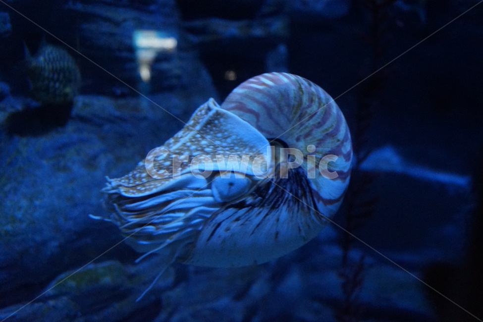 수족관,aquatic,water,암모나이트,ammonites