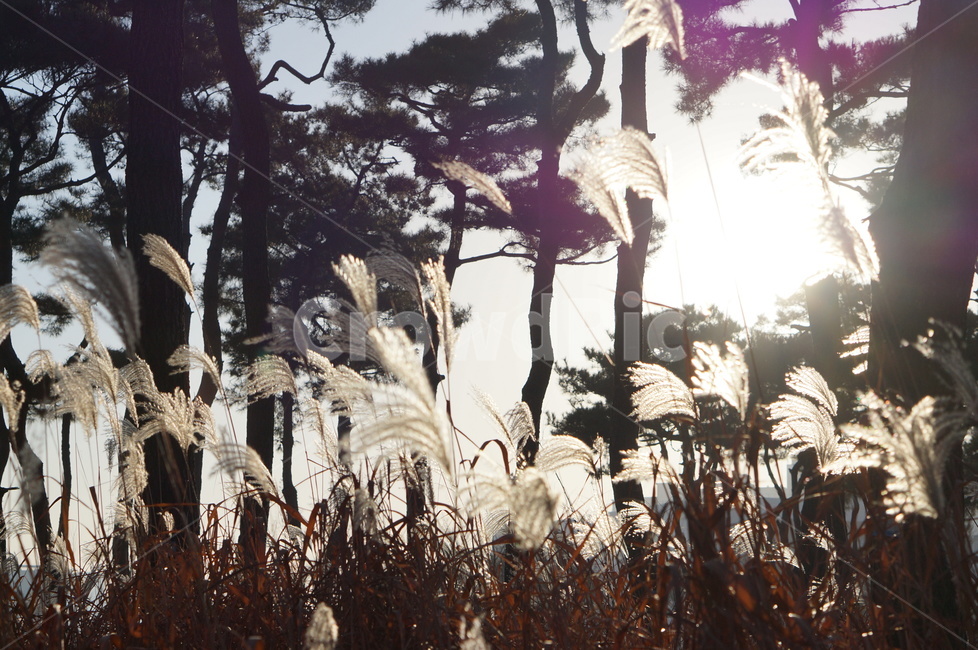 소나무,숲,억새,햇빛,풍경,겨울,grass,잔디,plant,식물,lawn,reed,갈대