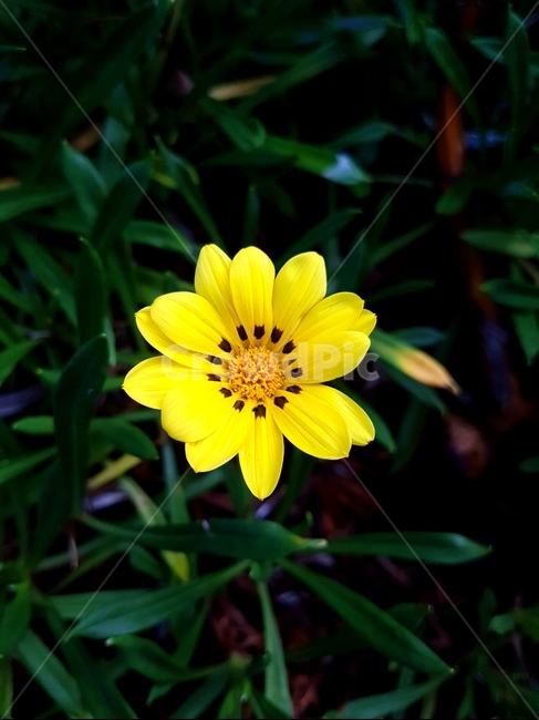 plant,식물,flower,꽃,nature,식물,자연,plants,nature,꽃,flower