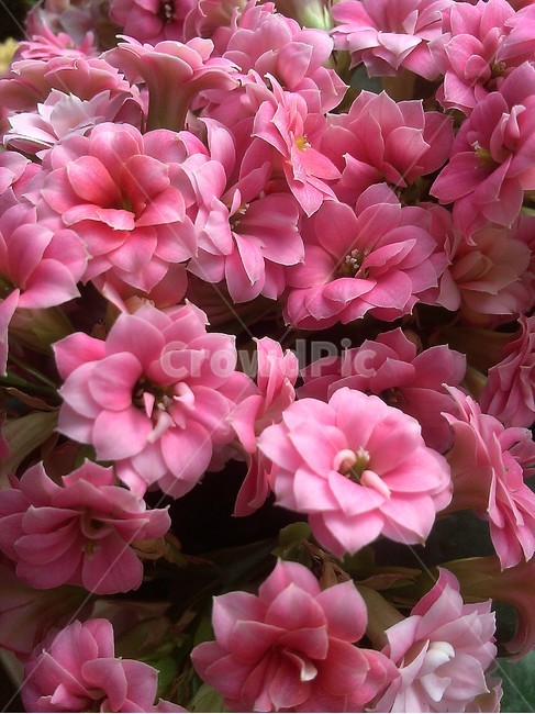 꽃,flower,식물,blossom,꽃잎,분홍색,봄,식물,자연,plants,nature,꽃,flower