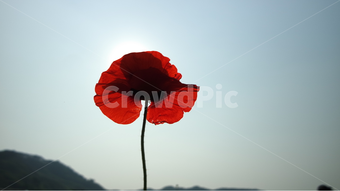 양귀비,양귀비꽃,꽃축제,꽃,꽃사진,식물,자연,plants,nature,꽃,flower
