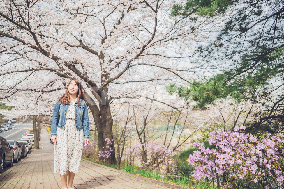 여자,벚꽃,flower,girl,woman,cheeryblossom,portrait,봄,계절,spring,season,사람,인물,인간,human,person,여성,여자,woman,female,lady,sleeve,소매,plant,식물