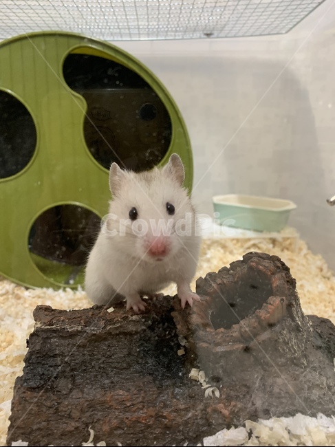햄스터,hamster,소동물,반려동물,설치류,animal,동물,rodent