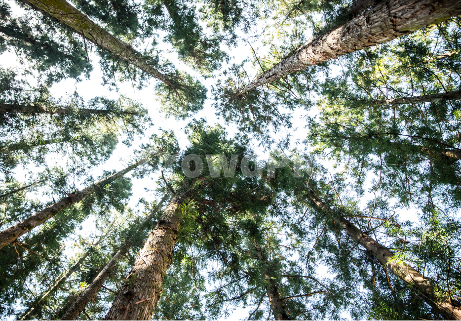plant,식물,tree,나무,sky