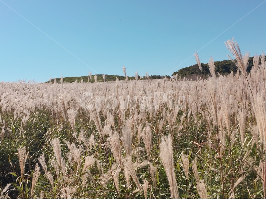 갈대,자연,풍경,경치,가을,scenery,fall,plant