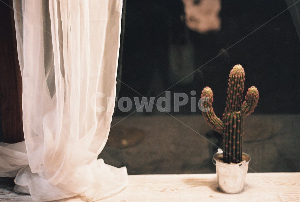 plant,식물,인테리어,선인장,장식,필름사진,감성사진