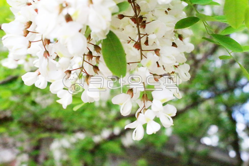 spring,spring flowers,blossom,plant,acacia flower,acaciaflowers,acacia,flower