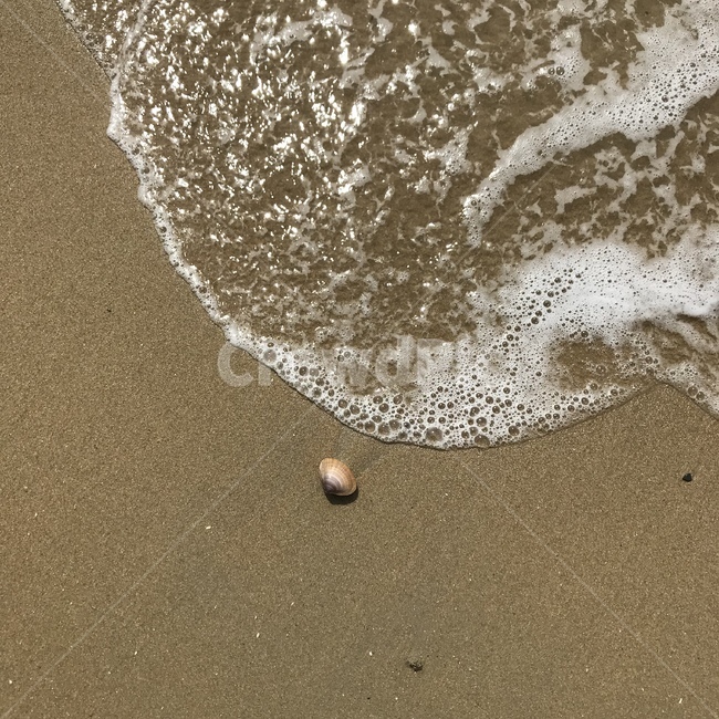 바다,조개,자연,해수욕장,모래,물