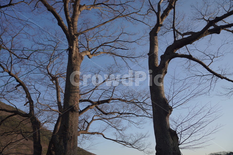 plant,tree,나무,treetrunk,나무줄기,식물