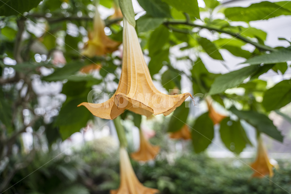꽃,식물,나팔꽃,정원,봄,가을,flower,flowers,garden,plant,고화질,식물,자연,plants,nature,꽃,flower