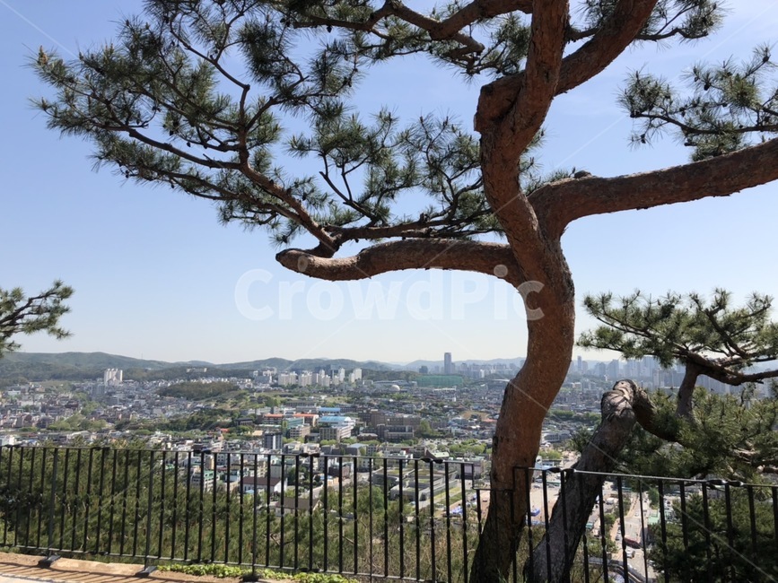 수원시,나무,정상,팔달산,팔달산정상,산꼭대기,소나무,도시,도시풍경,산정상,산,식물