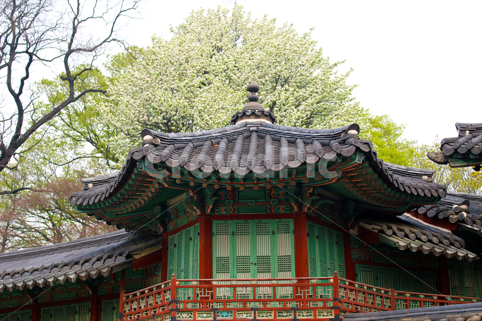 창덕궁,조팝,꽃,궁궐,한옥,한국전통,한국문화,korean traditional,korean culture,건축물,건물외관,exterior,building,structure,architecture,construction