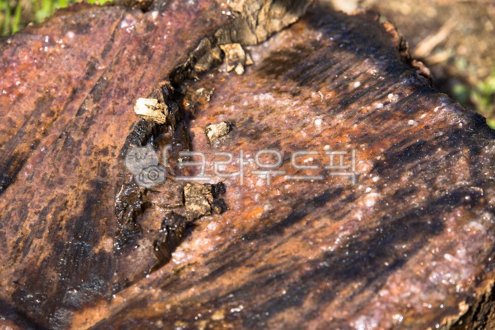 annual zone,old tree,tree,wood,felling,cross section of wood