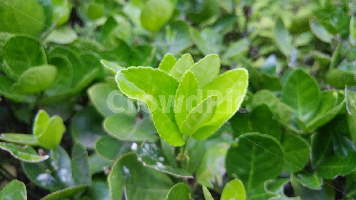 녹색,자연,배경,초록,신선함,식물,자연,plants,nature