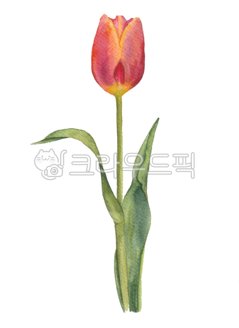 튤립,튜울립,투울립,꽃,봄,봄꽃,플로랄,플로랄디자인,꽃그림,꽃일러스트,일러스트,튜울립그림,튜울립일러스트,수채화,손그림,꽃잎,보태니컬,식물,tulip,flower,petal,leaf,floral,floraldesign,flowerillust,tulipillust,tulipdrawing,illustration,drawing,watercolor,flowerdrawing,botanical,spring,plant,redflower