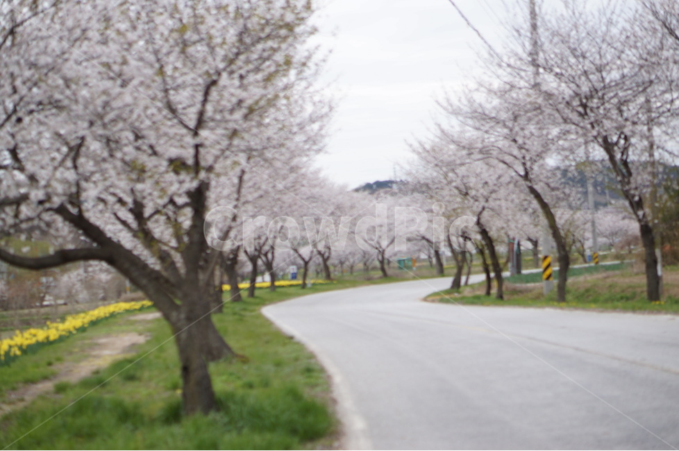 수선화,벚꽃,노랑,봄,초록,흐림,풍경,봄,계절,spring,season,자연,풍경,nature,landscape,한국자연풍경,한국자연경관,korea nature landscape,식물,plants,나무,trees,wood,plant