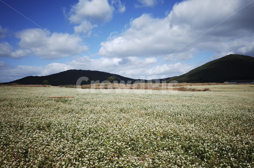 field,들,nature,자연,flower,blossom,plant,식물,메밀꽃,white,whiteflower,흰,하얀,흰꽃,하얀꽃,sky,하늘,cloud,구름,blue,green,들판,푸른,파란,초록,자연,풍경,nature,landscape