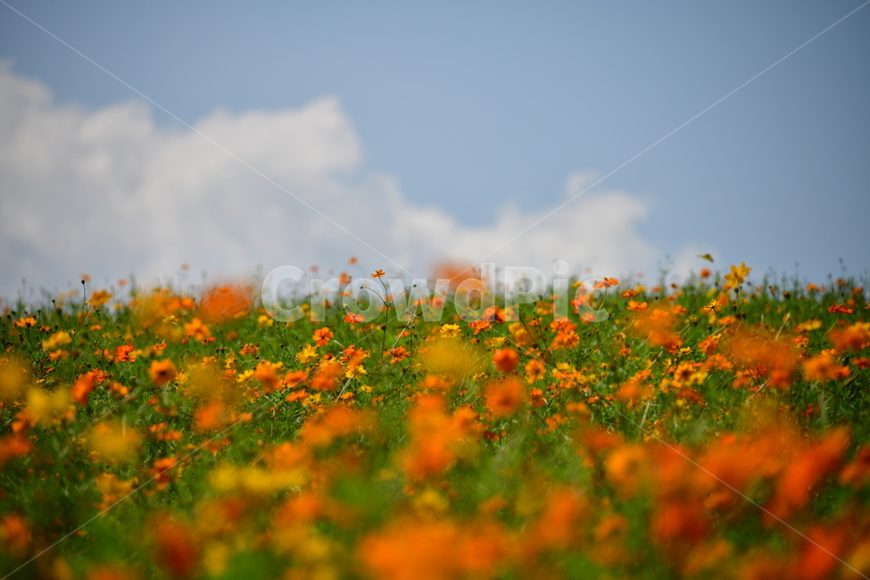 노랑,노란소스모스,가을,자연,코스모스,금계국,flower,plant,꽃,식물,자연,plants,nature,꽃,flower