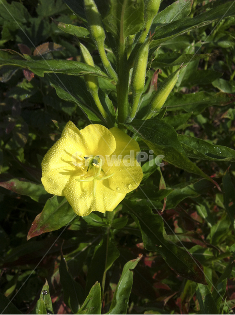 달맞이꽃,노란꽃,잎사귀,강,산,들,flower,leaf,꽃봉우리,식물,자연,plants,nature,꽃,flower