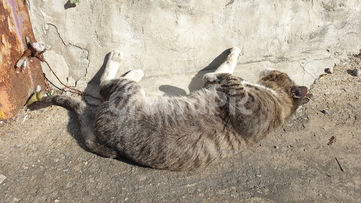고양이,길고양이,길냥이,cat,야옹이,동물,animal,포유류,mammal,고양이,cat,kitten,kitty