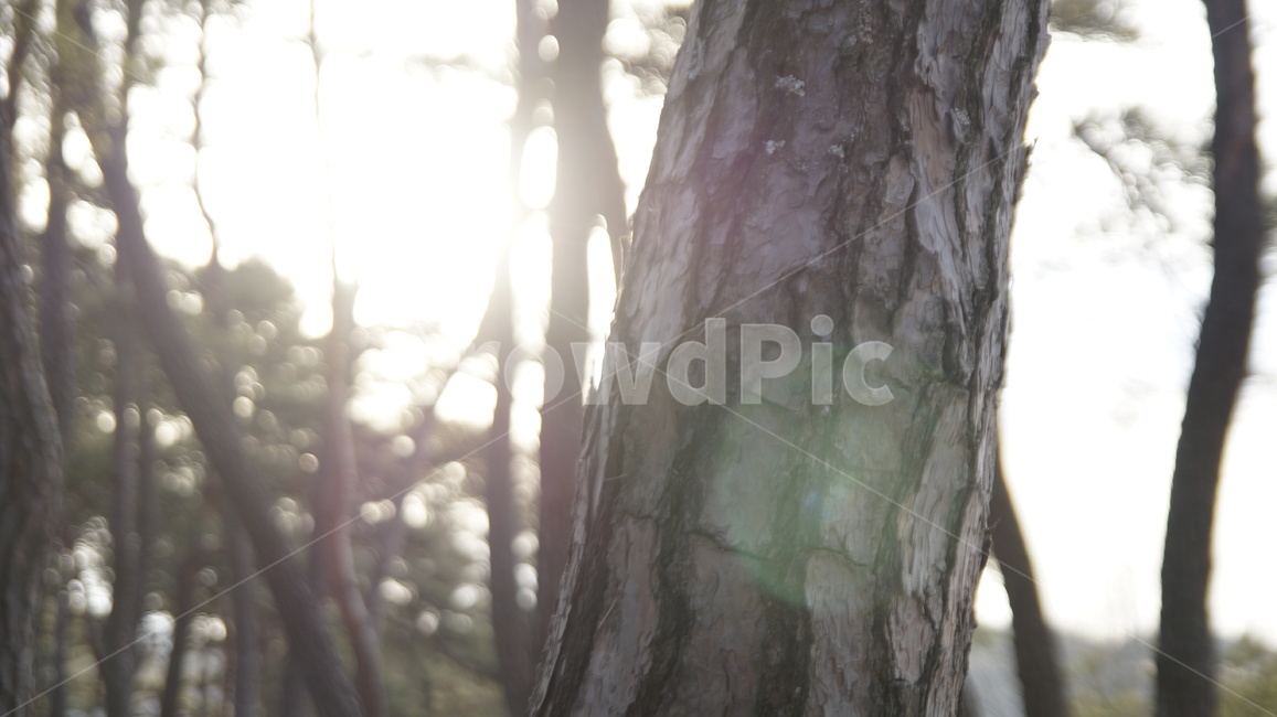 나무,하늘,빛,태양,휴식,여유,감성,식물,자연,plants,nature,나무,trees,wood