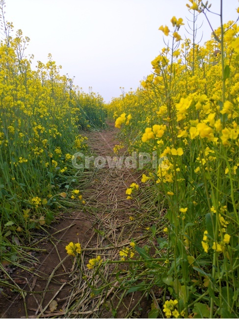 꽃,유채,풍경,감성,자연,봄,계절,spring,season,식물,자연,plants,nature,꽃,flower,grassland,목초지,outdoors,옥외,field,들,farm,농장,rural,농촌,meadow