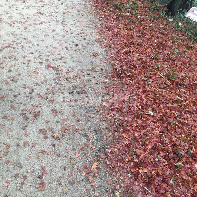 가을,단풍,단풍잎,낙화,붉은,붉은나무,떨어지는단풍,가을,계절,fall,autumn,season,leaf,잎,plant,식물,ground,바닥