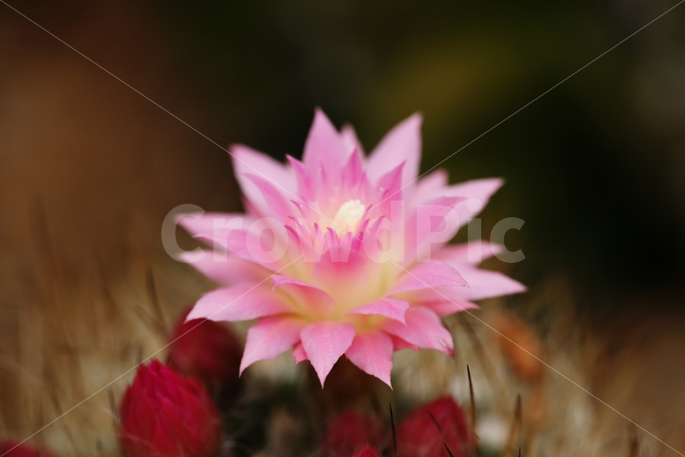 식물,선인장,꽃,분홍,한송이,식물,자연,plants,nature,꽃,flower