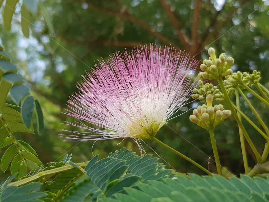 자귀나무,꽃,야생화,자연,식물,식물,자연,plants,nature,꽃,flower