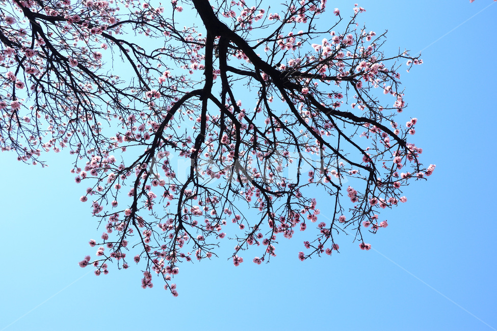 벚꽃,벚나무,봄,blossom,꽃