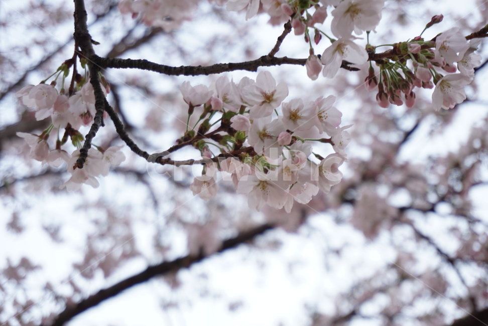 벚꽃,봄꽃,벚나무,식물,blossom