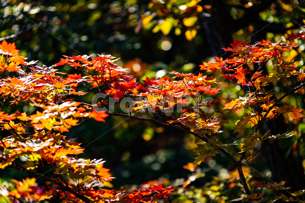 가을,산,단풍,나무,붉은색,설악산단풍,가을,계절,fall,autumn,season,plant,식물,leaf,잎,tree,maple