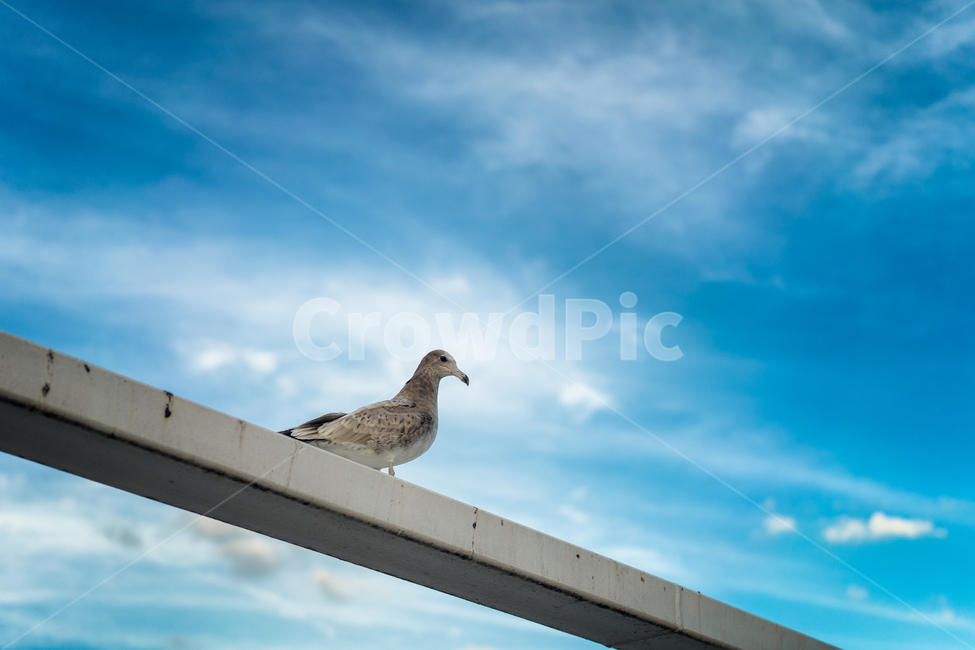 자연,풍경,새,갈매기,하늘,감성,동물,animal,조류,새,birds
