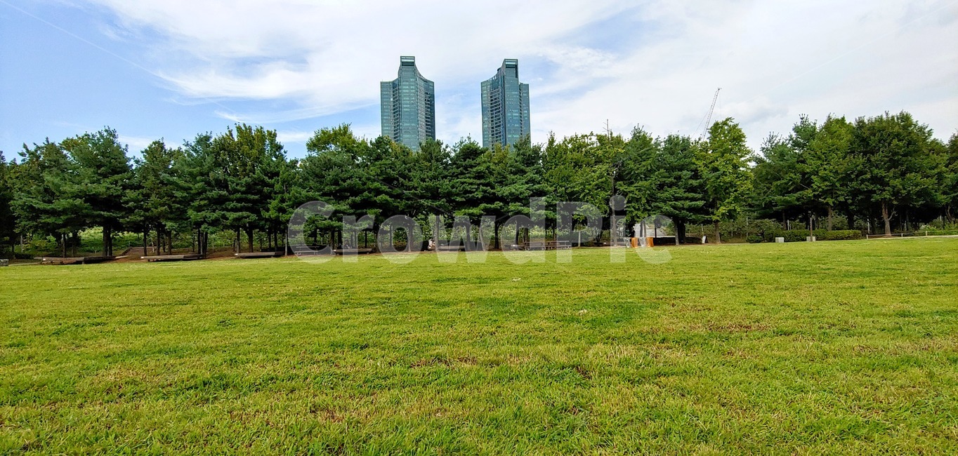 plant,식물,grass,lawn,잔디