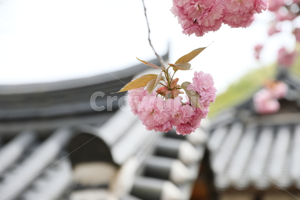 순천,선암사,만첩왕벚,겹벚꽃,벚꽃,사찰,꽃,봄,계절,spring,season,한국전통,한국문화,korean traditional,korean culture,식물,자연,plants,nature,꽃,flower,plant,blossom,cherry blossom