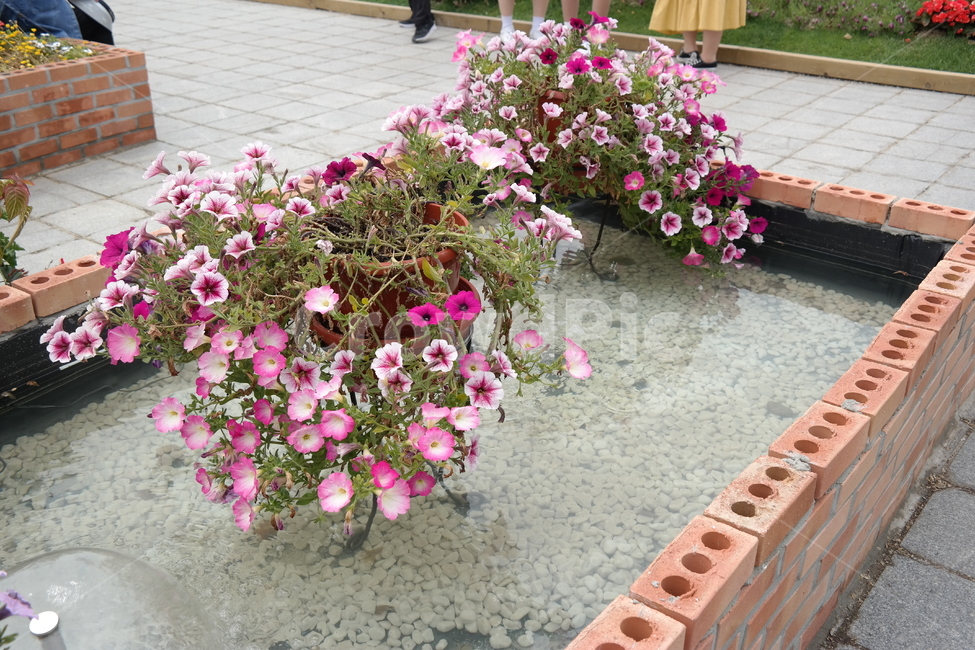 yellow flower,flower fair,wild flowers,pink flower,orchid,flower