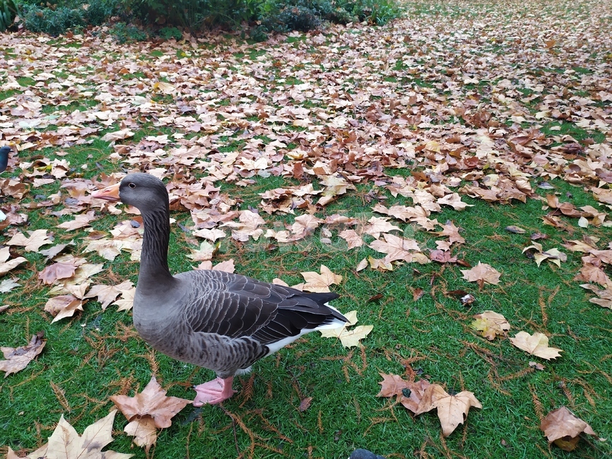 plant,식물,leaf,공원,오리,animal,동물,bird,새,goose,거위,ground,바닥