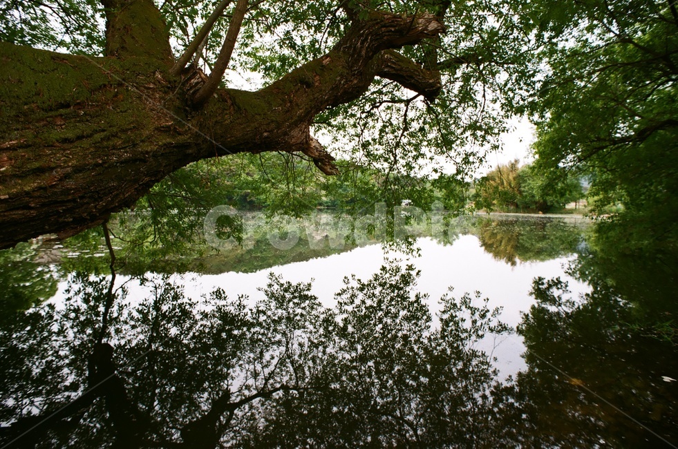연못,녹음,여름,필름카메라,필름사진,자연,풍경,nature,landscape,식물,plants,나무,trees,wood,tree,plant,tree trunk,나무 줄기