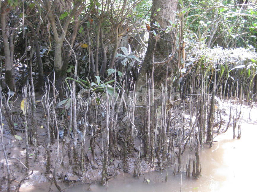 nature,mangrove,mud,river,muddy,자연,망그로브,맹그로브,진흙,뻘,갯벌