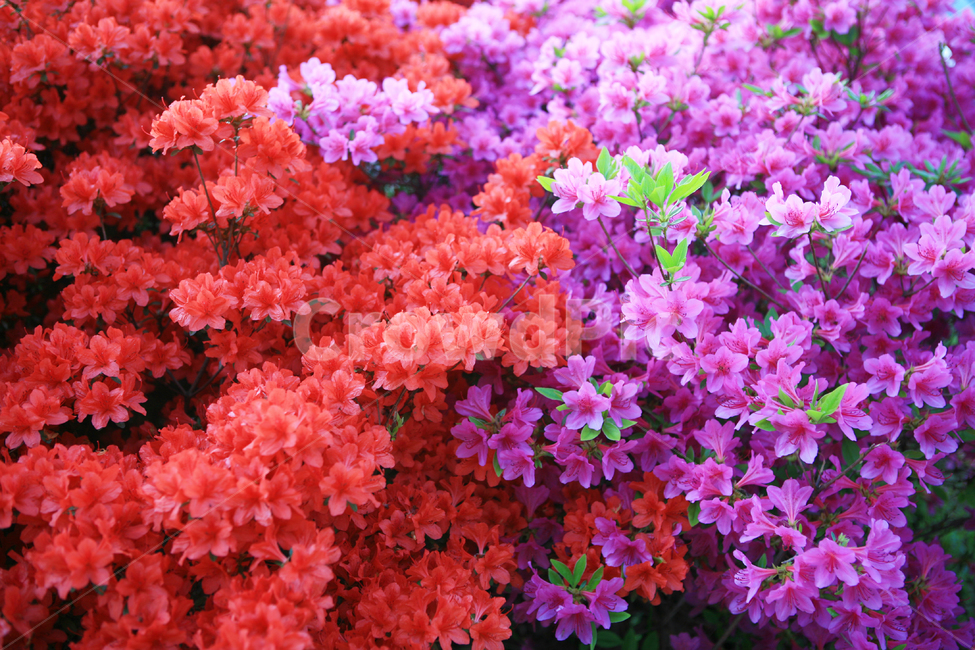 철쭉,blossom,꽃,flower,plant,식물,nature,계절,봄,season,spring,azalea,빨강,보라,red,purple