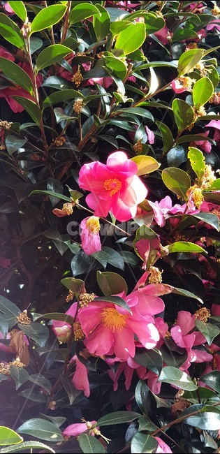 plant,식물,동백꽃,꽃,flower,동백나무