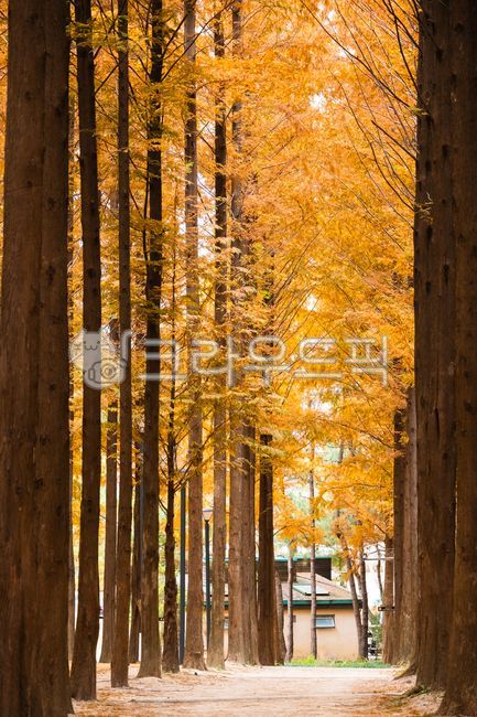 metasequoia,walk,autumn,park,metasequoia,tree,road,park,atumn,nature,nature,beauty,tree,landscape,background