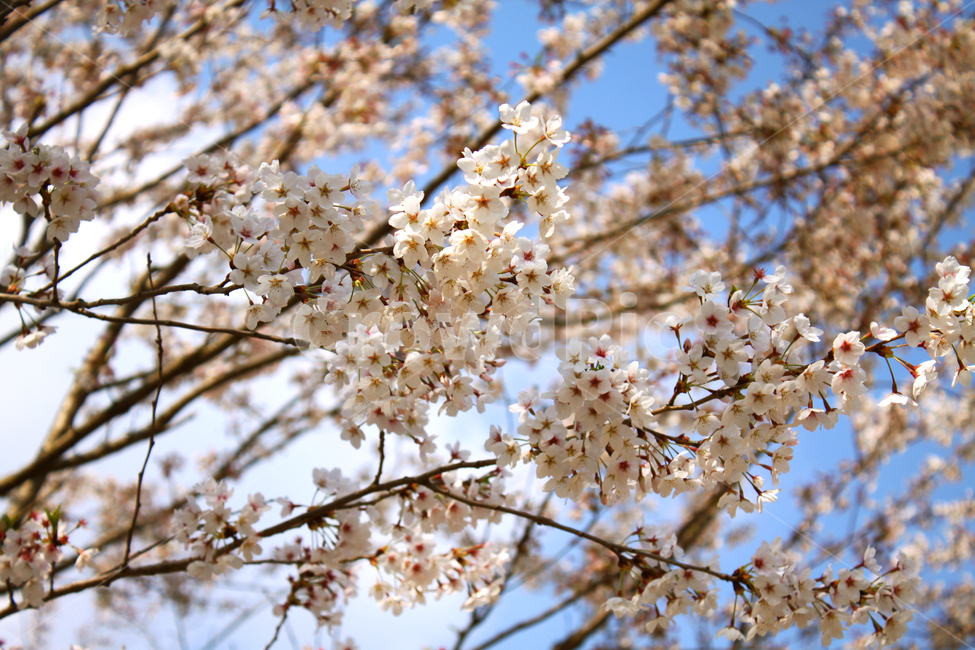 벚꽃,꽃,봄,나무,가지,나뭇가지,봉우리,꽃잎,개화,blossom,식물,식물,자연,plants,nature,꽃,flower