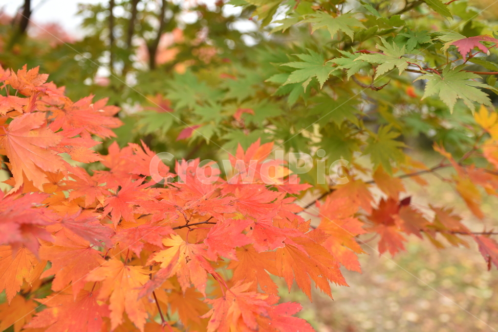 가을,autmun,단풍,가을색,단풍잎,가을,계절,fall,autumn,season,leaf,잎,plant,식물,tree,나무