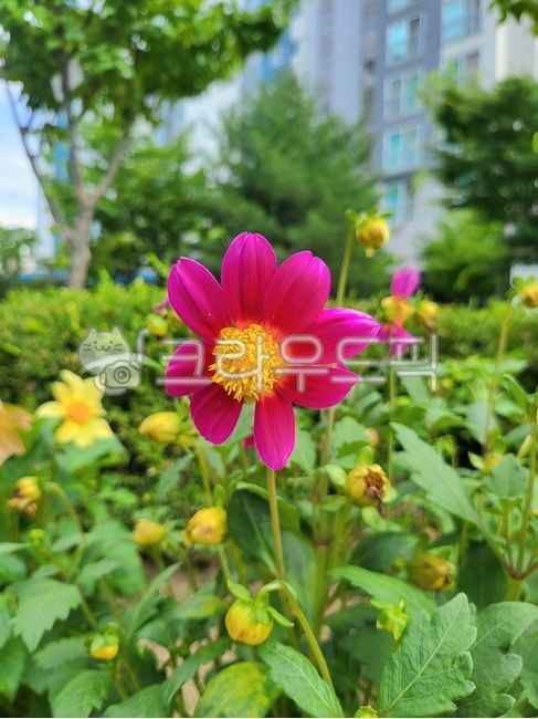 다알리아,꽃,식물,미니다알리아,꽃밭,화단