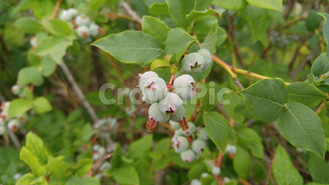 아로니아,열매,식물,잎,녹색,배경,감성,계절,aronia,fruit,plants,leaf,green,background,emotional,season