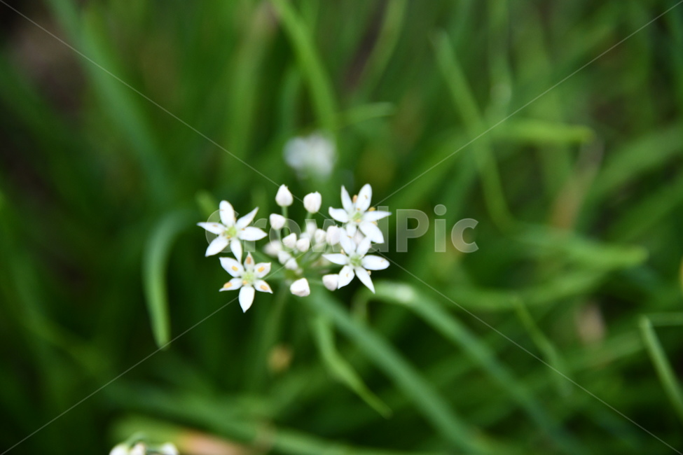 식물,부추,부추꽃,흰색,plant,식물,자연,plants,nature,꽃,flower