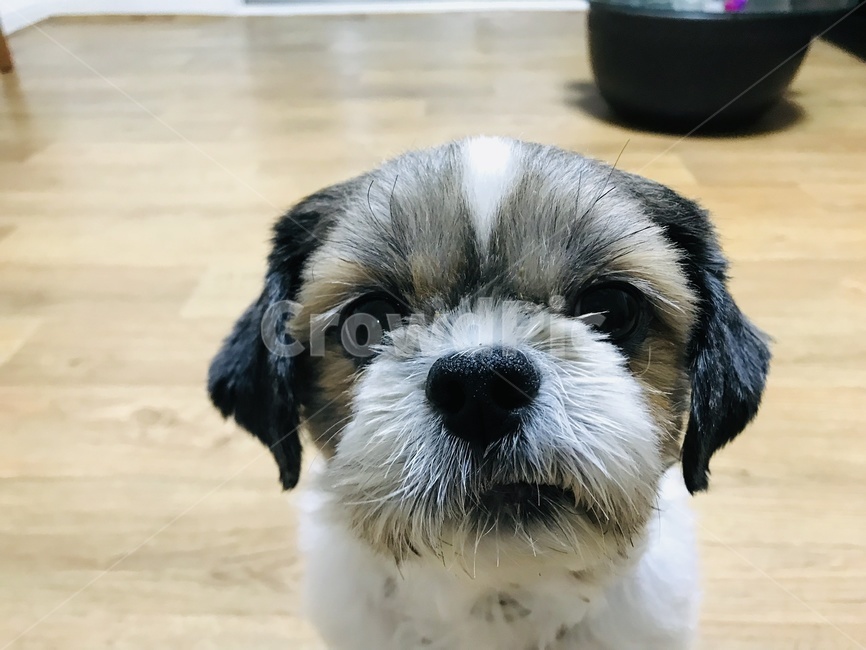 애완동물,개,동물,animal,pet,동물,animal,포유류,mammal,개,강아지,dog,doggy